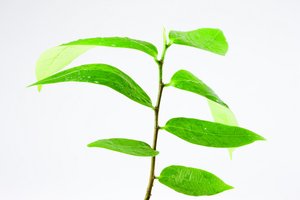 人力资源